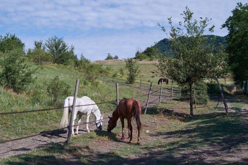 Pensione cavalli Bologna: paddock del maneggio Il Ranch