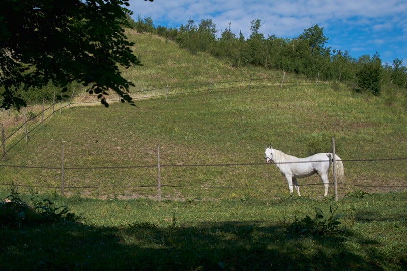 Paddock per cavalli maneggio Il Ranch Bologna