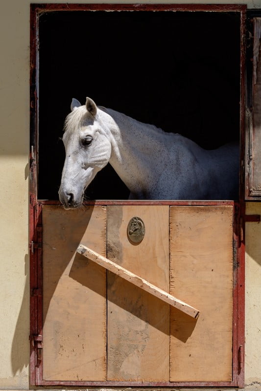 Box esterni Centro ippico Il Ranch Bologna