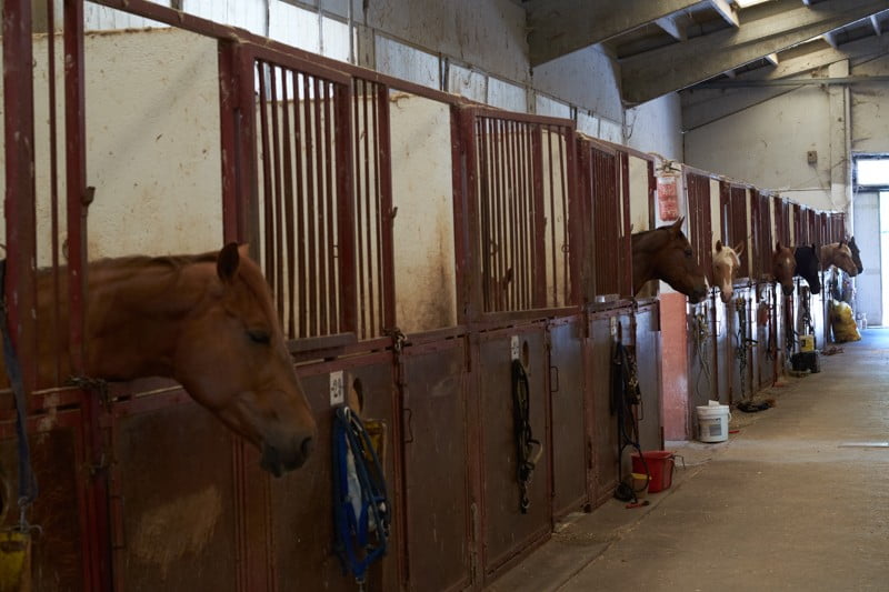 Box interni maneggio Il Ranch Bologna
