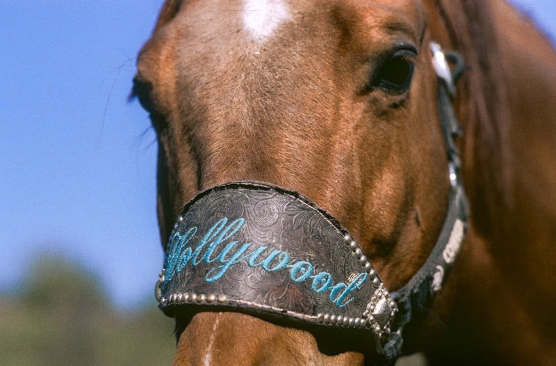 Quarter horse del maneggio Il Ranch Bologna