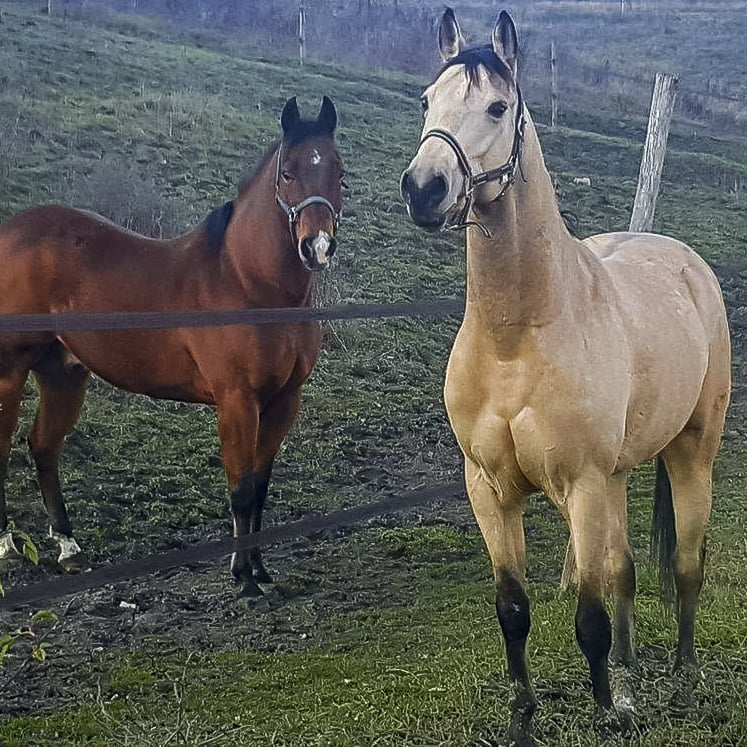 Pensione per cavalli: paddock del maneggio Il Ranch a Bologna