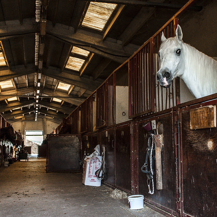 Pensione per cavalli Maneggio Il Ranch Bologna