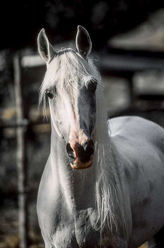 Purosangue arabo Maneggio Il Ranch Bologna